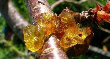 Co dělat, když se na třešni objeví léze dásní, léčba a kontrolní opatření